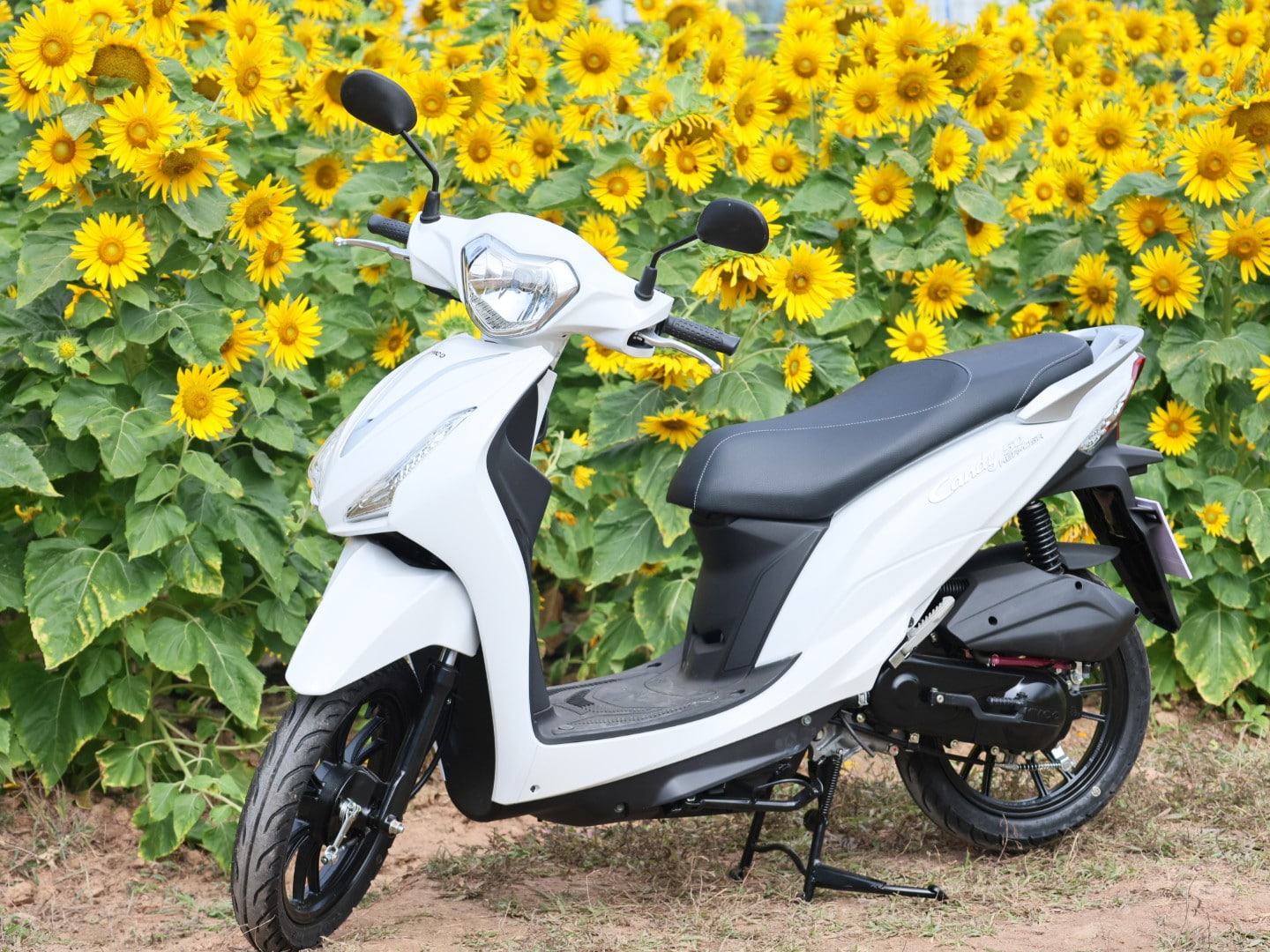 xe 50cc Hermosa màu trắng và hoa hướng dương